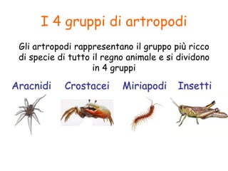 I 4 gruppi di artropodi
Gli artropodi rappresentano il gruppo più ricco
di specie di tutto il regno animale e si dividono
in 4 gruppi
Aracnidi Miriapodi Insetti
Crostacei
 