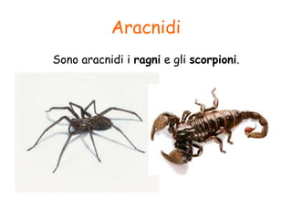 Aracnidi
Sono aracnidi i ragni e gli scorpioni.
 