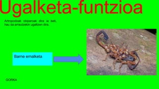 Artropodoak obiparoak dira ia beti,
hau da arrautzekin ugaltzen dira.
Barne ernalketa
GORKA
 