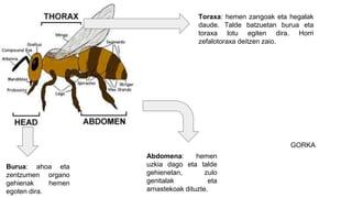 Burua: ahoa eta
zentzumen organo
gehienak hemen
egoten dira.
Abdomena: hemen
uzkia dago eta talde
gehienetan, zulo
genitalak eta
arnastekoak dituzte.
Toraxa: hemen zangoak eta hegalak
daude. Talde batzuetan burua eta
toraxa lotu egiten dira. Horri
zefalotoraxa deitzen zaio.
GORKA
 