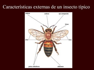 Características externas de un insecto típico
 