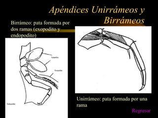 Apéndices Unirrámeos y Birrámeos Unirrámeo: pata formada por una rama Birrámeo: pata formada por dos ramas (exopodito y endopodito) Regresar 