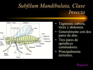Subfilum Mandibulata, Clase Insecta Tagmosis: cabeza, tórax y abdomen. Generalmente con dos pares de alas. Tres pares de apéndices caminadores. Principalmente terrestres. Regresar 