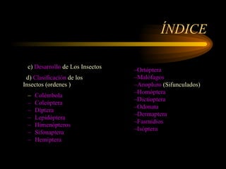 ÍNDICE c)  Desarrollo  de Los Insectos   d)  Clasificación  de los  Insectos (ordenes ) Colémbola Coleóptera Díptera Lepidóptera Himenópteros Sifonaptera Hemíptera Ortóptera Malófagos Anopluro  (Sifunculados) Homóptera Dictioptera Odonata Dermaptera Fasmidios Isóptera 