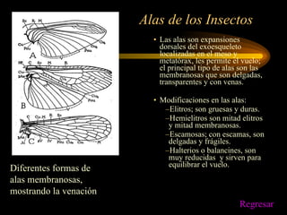 Alas de los Insectos Las alas son expansiones dorsales del exoesqueleto localizadas en el meso y metatórax, les permite el vuelo; el principal tipo de alas son las membranosas que son delgadas, transparentes y con venas. Modificaciones en las alas: Elitros; son gruesas y duras. Hemielitros son mitad elitros y mitad membranosas. Escamosas; con escamas, son delgadas y frágiles. Halterios o balancines, son muy reducidas  y sirven para equilibrar el vuelo. Diferentes formas de alas membranosas, mostrando la venación  Regresar 