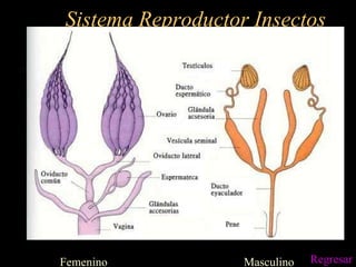 Sistema Reproductor Insectos Femenino  Masculino Regresar 