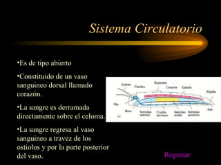 Sistema Circulatorio Es de tipo abierto Constituido de un vaso sanguineo dorsal llamado corazón. La sangre es derramada directamente sobre el celoma. La sangre regresa al vaso sanguineo a travez de los ostiolos y por la parte posterior del vaso. Regresar 