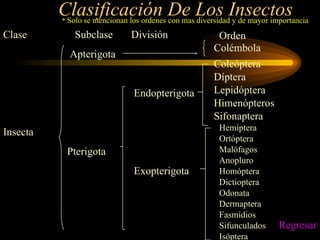 Clasificación De Los Insectos Clase  Subclase  División     Apterigota   Endopterigota    Insecta  Pterigota    Exopterigota  Colémbola Coleóptera Díptera Lepidóptera Himenópteros Sifonaptera Hemíptera Ortóptera Malófagos Anopluro Homóptera Dictioptera Odonata Dermaptera Fasmidios Sifunculados Isóptera Orden *  Solo se mencionan los ordenes con mas diversidad y de mayor importancia Regresar 