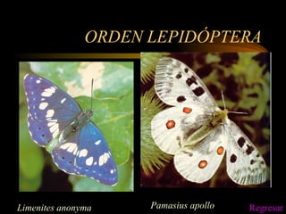 ORDEN LEPIDÓPTERA Limenites anonyma Pamasius apollo Regresar 