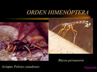 ORDEN HIMENÓPTERA Avispas:  Polistes canadensis Rhyssa persuasoria Siguiente 