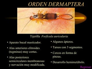 ORDEN DERMAPTERA Aparato bucal masticador. Alas anteriores elitroides (tegminas) muy cortas. Alas posteriores semicirculares membranosas y nervación muy modificada. Algunos ápteros. Tarsos con 3 segmentos. Cercos en forma de pinzas. Desarrollo hemimetábolo. Tijerilla  Forficula auricularia Regresar 