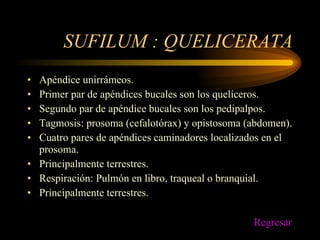 SUFILUM : QUELICERATA Apéndice unirrámeos. Primer par de apéndices bucales son los quelíceros. Segundo par de apéndice bucales son los pedipalpos. Tagmosis: prosoma (cefalotórax) y opistosoma (abdomen). Cuatro pares de apéndices caminadores localizados en el prosoma. Principalmente terrestres. Respiración: Pulmón en libro, traqueal o branquial. Principalmente terrestres. Regresar 