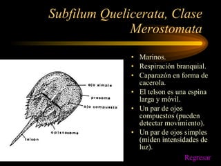 Subfilum Quelicerata, Clase Merostomata Marinos. Respiración branquial. Caparazón en forma de cacerola. El telson es una espina larga y móvil. Un par de ojos compuestos (pueden detectar movimiento). Un par de ojos simples (miden intensidades de luz). Regresar 
