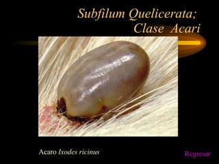 Subfilum Quelicerata;  Clase  Acari Acaro  Ixodes ricinus Regresar 
