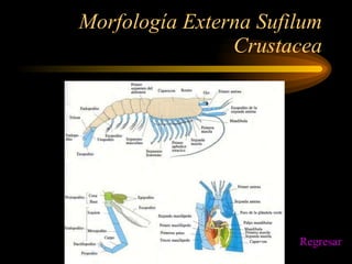 Morfología Externa Sufilum Crustacea Regresar 