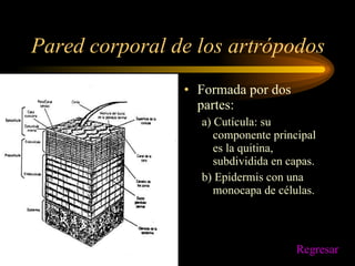 Pared corporal de los artrópodos Formada por dos partes: a) Cutícula: su componente principal es la quitina, subdividida en capas. b) Epidermis con una  monocapa de células. Regresar 
