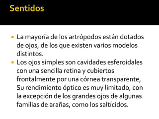    La mayoría de los artrópodos están dotados
    de ojos, de los que existen varios modelos
    distintos.
   Los ojos simples son cavidades esferoidales
    con una sencilla retina y cubiertos
    frontalmente por una córnea transparente,
    Su rendimiento óptico es muy limitado, con
    la excepción de los grandes ojos de algunas
    familias de arañas, como los saltícidos.
 