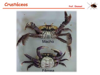 Crustáceos Prof. Emanuel
 