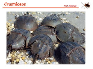 Crustáceos Prof. Emanuel
 