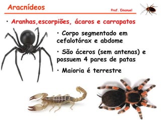 • Aranhas,escorpiões, ácaros e carrapatos
• Corpo segmentado em
cefalotórax e abdome
• São áceros (sem antenas) e
possuem 4 pares de patas
• Maioria é terrestre
Aracnídeos Prof. Emanuel
 