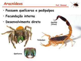 Aracnídeos Prof. Emanuel
• Possuem quelíceras e pedipalpos
• Fecundação interna
• Desenvolvimento direto
Quelíceras
Pedipalpos
Aguilhão
(telson)
 