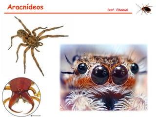 Aracnídeos Prof. Emanuel
 