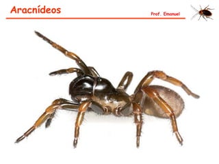 Aracnídeos Prof. Emanuel
 