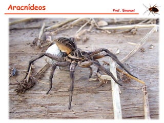 Aracnídeos Prof. Emanuel
 