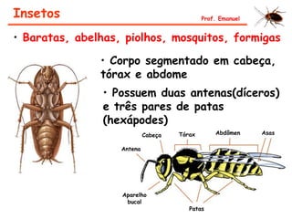• Baratas, abelhas, piolhos, mosquitos, formigas
• Corpo segmentado em cabeça,
tórax e abdome
Insetos Prof. Emanuel
• Possuem duas antenas(díceros)
e três pares de patas
(hexápodes)
Cabeça Tórax Abdômen Asas
Antena
Aparelho
bucal
Patas
 