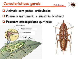Características gerais
 Animais com patas articuladas
 Possuem metameria e simetria bilateral
 Possuem exoesqueleto quitinoso
Prof. Emanuel
Articulação
Exoesqueleto
Músculo extensor
Músculo flexor
 