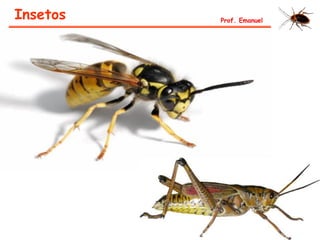 Insetos Prof. Emanuel
 