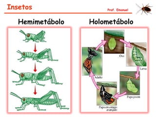 Hemimetábolo Holometábolo
Insetos Prof. Emanuel
 