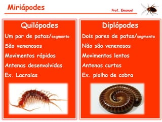 Quilópodes
Um par de patas/segmento
São venenosos
Movimentos rápidos
Antenas desenvolvidas
Ex. Lacraias
Diplópodes
Dois pares de patas/segmento
Não são venenosos
Movimentos lentos
Antenas curtas
Ex. piolho de cobra
Miriápodes Prof. Emanuel
 