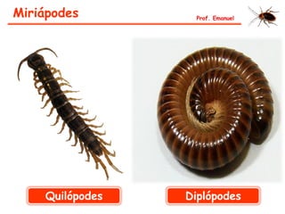 Miriápodes Prof. Emanuel
Quilópodes Diplópodes
 