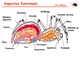 PedipalpoQuelícera
Filotraquéia
Receptáculo
Poro
Ânus
Ovário
Glândula
digestiva
Intestino
Coração
Estômago
Sistema nervoso
Olhos
Glândula de
veneno
Fiandeiras
Aspectos funcionais Prof. Emanuel
 
