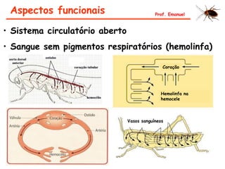 • Sistema circulatório aberto
• Sangue sem pigmentos respiratórios (hemolinfa)
Aspectos funcionais Prof. Emanuel
Vasos sanguíneos
Coração
Hemolinfa na
hemocele
 