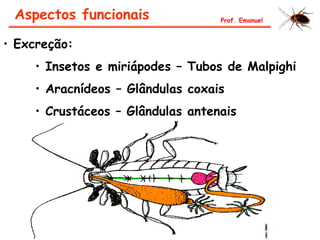 • Excreção:
• Insetos e miriápodes – Tubos de Malpighi
• Aracnídeos – Glândulas coxais
• Crustáceos – Glândulas antenais
Aspectos funcionais Prof. Emanuel
 