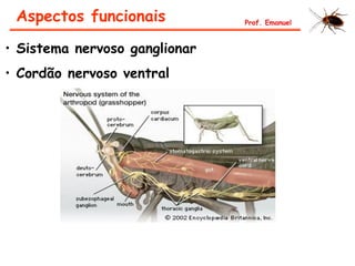 • Sistema nervoso ganglionar
• Cordão nervoso ventral
Aspectos funcionais Prof. Emanuel
 