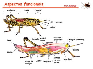 Aspectos funcionais Prof. Emanuel
CabeçaTóraxAbdômen
Antenas
Olhos
Ânus
Vagina
Coração Artéria
dorsal
Sistema
digestório Gânglio (Cerébro)
Gânglio
Mandíbula
Cordão
nervoso
dorsalTraquéiaOvárioTubos de
Malpighi
 