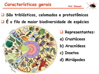  São triblásticos, celomados e protostômicos
 É o filo de maior biodiversidade de espécies
Características gerais
 Representantes:
a) Crustáceos
b) Aracnídeos
c) Insetos
d) Miriápodes
Prof. Emanuel
 