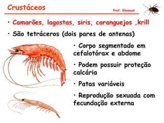 Crustáceos
• Camarões, lagostas, siris, caranguejos ,krill
• São tetráceros (dois pares de antenas)
• Corpo segmentado em
cefalotórax e abdome
• Podem possuir proteção
calcária
• Patas variáveis
• Reprodução sexuada com
fecundação externa
Prof. Emanuel
 