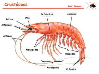 Crustáceos Prof. Emanuel
Antenas
Antênulas
Rostro
Olho
Cefalotórax Abdômen
Maxilípedes
Pleópodes
Pereópodes
Urópodes
 