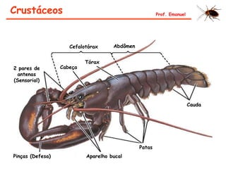 Cabeça
Tórax
Cefalotórax Abdômen
Patas
Aparelho bucalPinças (Defesa)
2 pares de
antenas
(Sensorial)
Cauda
Crustáceos Prof. Emanuel
 