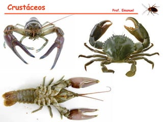 Crustáceos Prof. Emanuel
 
