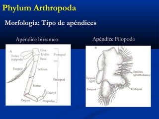 Morfología: Tipo de apéndices
Phylum Arthropoda
Apéndice birrameo Apéndice Filopodo
 