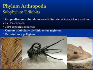 Phylum Arthropoda
Subphylum Trilobita
• Grupo diverso y abundante en el Cámbrico-Ordovícico y extinto
en el Paleozoico
• 3900 especies descritas
• Cuerpo trilobular y dividido e tres regiones
• Bentónicos y pelágicos
 