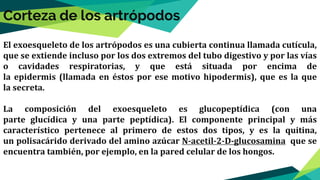 El exoesqueleto de los artrópodos es una cubierta continua llamada cutícula,
que se extiende incluso por los dos extremos del tubo digestivo y por las vías
o cavidades respiratorias, y que está situada por encima de
la epidermis (llamada en éstos por ese motivo hipodermis), que es la que
la secreta.
La composición del exoesqueleto es glucopeptídica (con una
parte glucídica y una parte peptídica). El componente principal y más
característico pertenece al primero de estos dos tipos, y es la quitina,
un polisacárido derivado del amino azúcar N-acetil-2-D-glucosamina que se
encuentra también, por ejemplo, en la pared celular de los hongos.
Corteza de los artrópodos
 