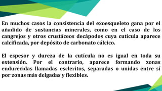 En muchos casos la consistencia del exoesqueleto gana por el
añadido de sustancias minerales, como en el caso de los
cangrejos y otros crustáceos decápodos cuya cutícula aparece
calcificada, por depósito de carbonato cálcico.
El espesor y dureza de la cutícula no es igual en toda su
extensión. Por el contrario, aparece formando zonas
endurecidas llamadas escleritos, separadas o unidas entre sí
por zonas más delgadas y flexibles.
 