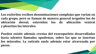 Los escleritos reciben denominaciones complejas que varían en
cada grupo, pero se llaman de manera general terguitos los de
ubicación dorsal, esternitos los de ubicación ventral
y pleuritos los laterales.
Pueden existir además crestas del exoesqueleto desarrolladas
hacia adentro llamadas apodemas, sobre las que se insertan
los músculos. La cutícula suele además estar atravesada por
poros.
 