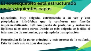 El exoesqueleto está estructurado
en las siguientes capas:
Epicutícula: Muy delgada, estratificada a su vez y con
propiedades hidrófobas que le confieren una función
impermeabilizante. Está compuesta de proteínas y sustancias
lipídicas tales como ceras. Donde es más delgada se facilita el
intercambio de sustancias, por ejemplo la transpiración.
Procutícula: Es la parte principal y más gruesa de la cutícula.
Está formada a su vez por dos capas:
 